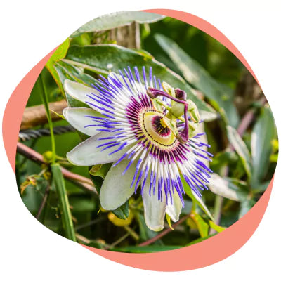 passionflower