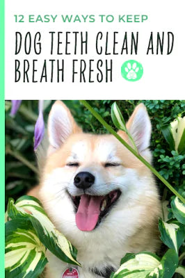 pin 12 ways keep dog\'s teeth clean