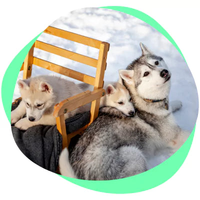 puppies and mama dog