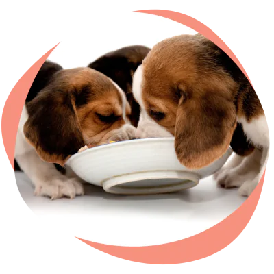 two puppies are eating