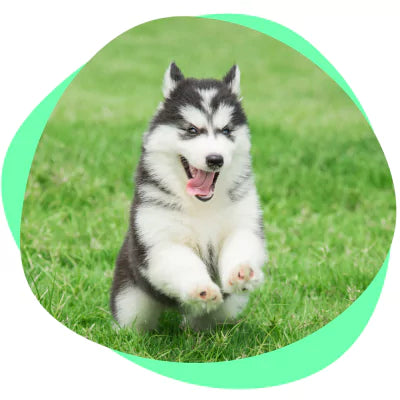 puppy coming when called