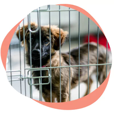 puppy crate training
