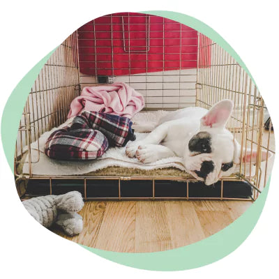 puppy in an open crate
