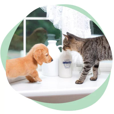 puppy meeting kitten