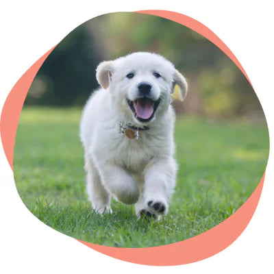 puppy running outside