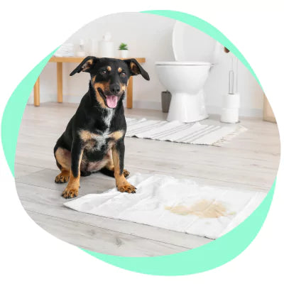 puppy with pee pad