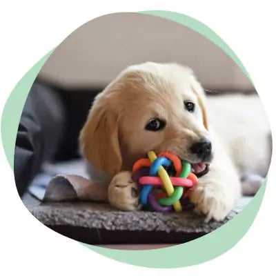 puppy with toy
