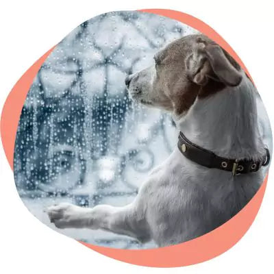 Dog looking out rainy window