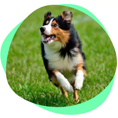 happy running dog