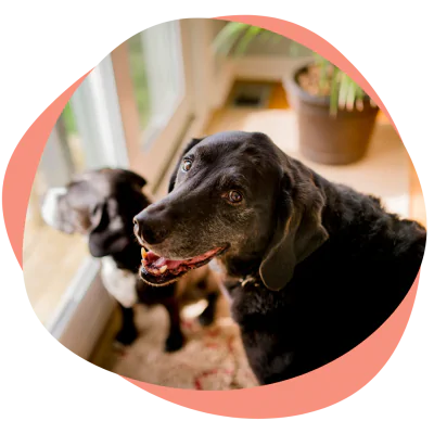 senior dog at window