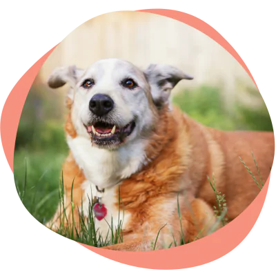 senior dog relaxing