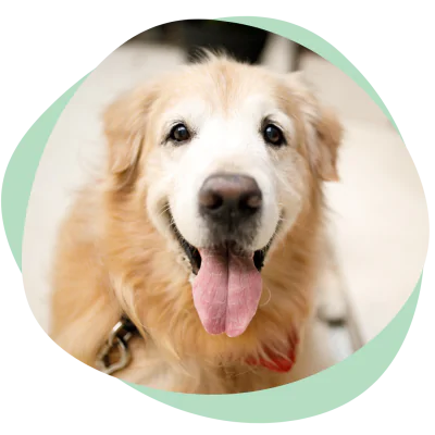 senior dog smiling