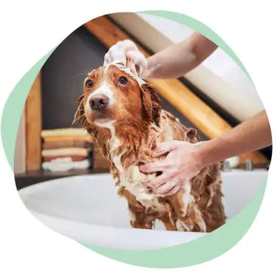 a dog taking a bath