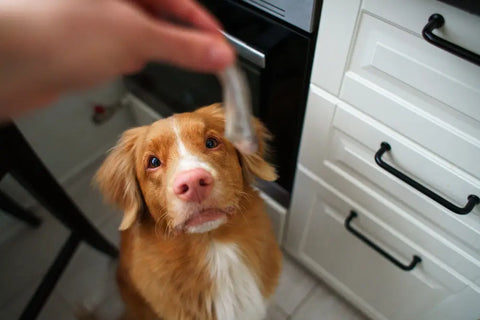 Cute dog looking at fish