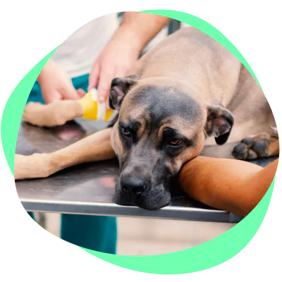 sick dog at vet