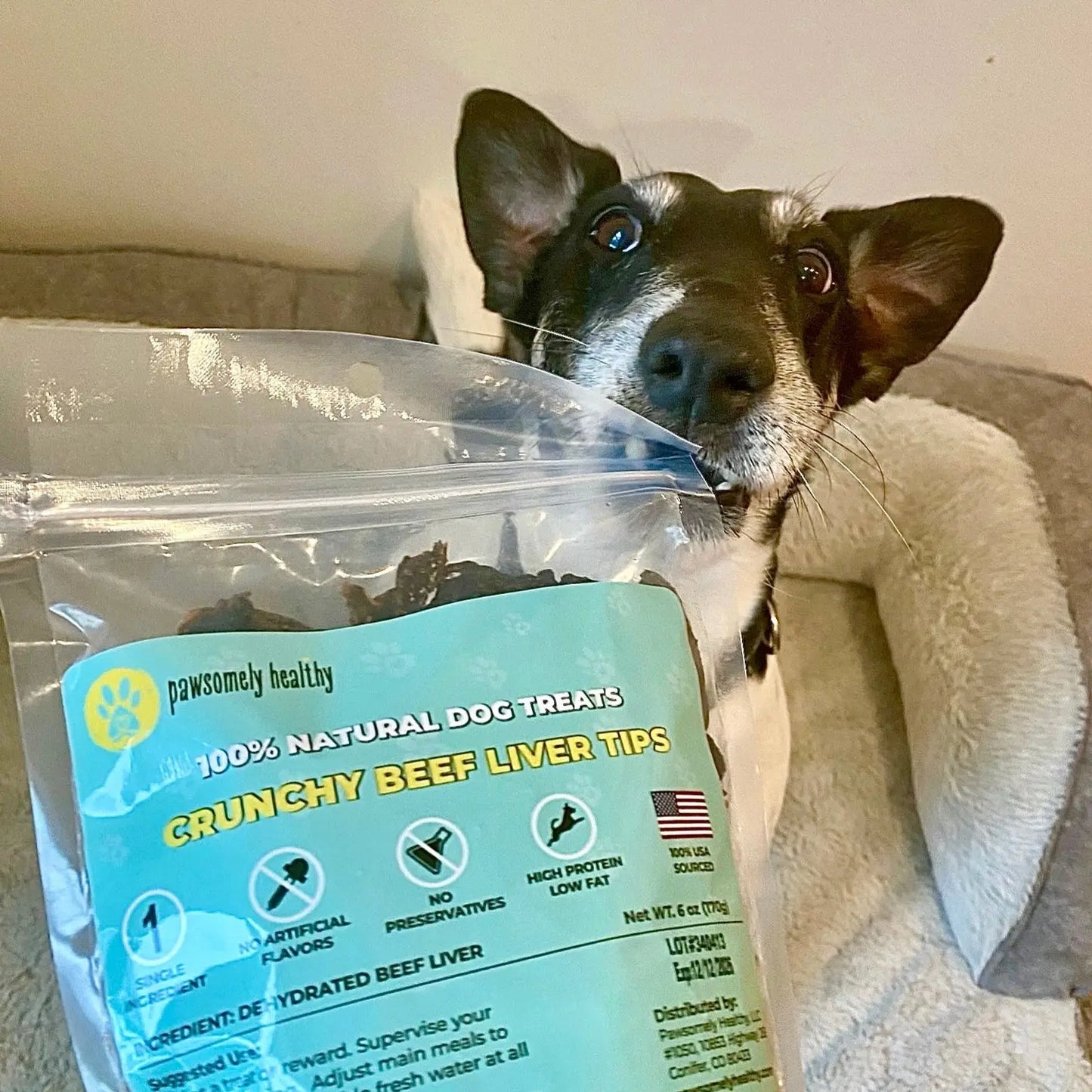 cute dog with beef lung treats