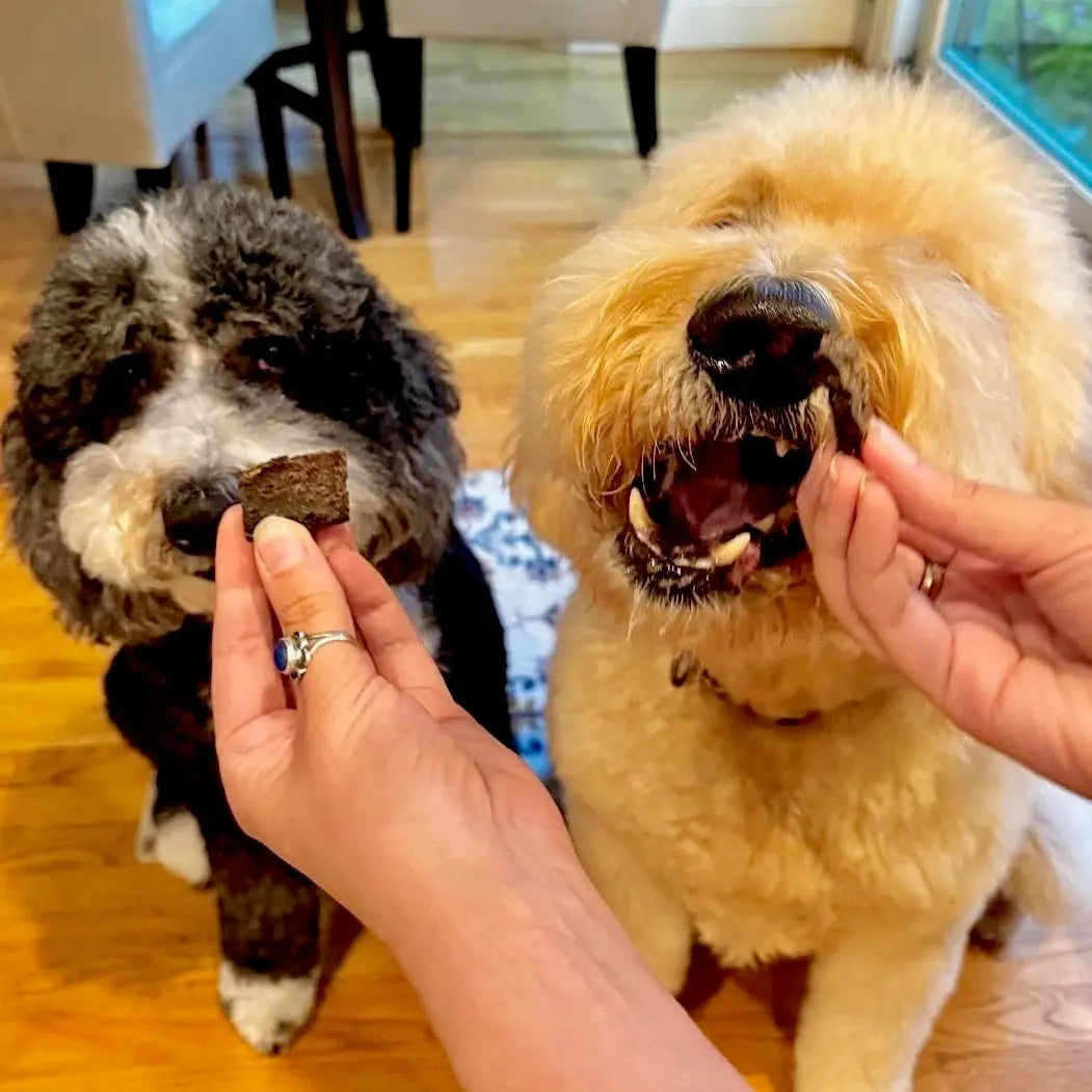 Two fluffy dogs with treats