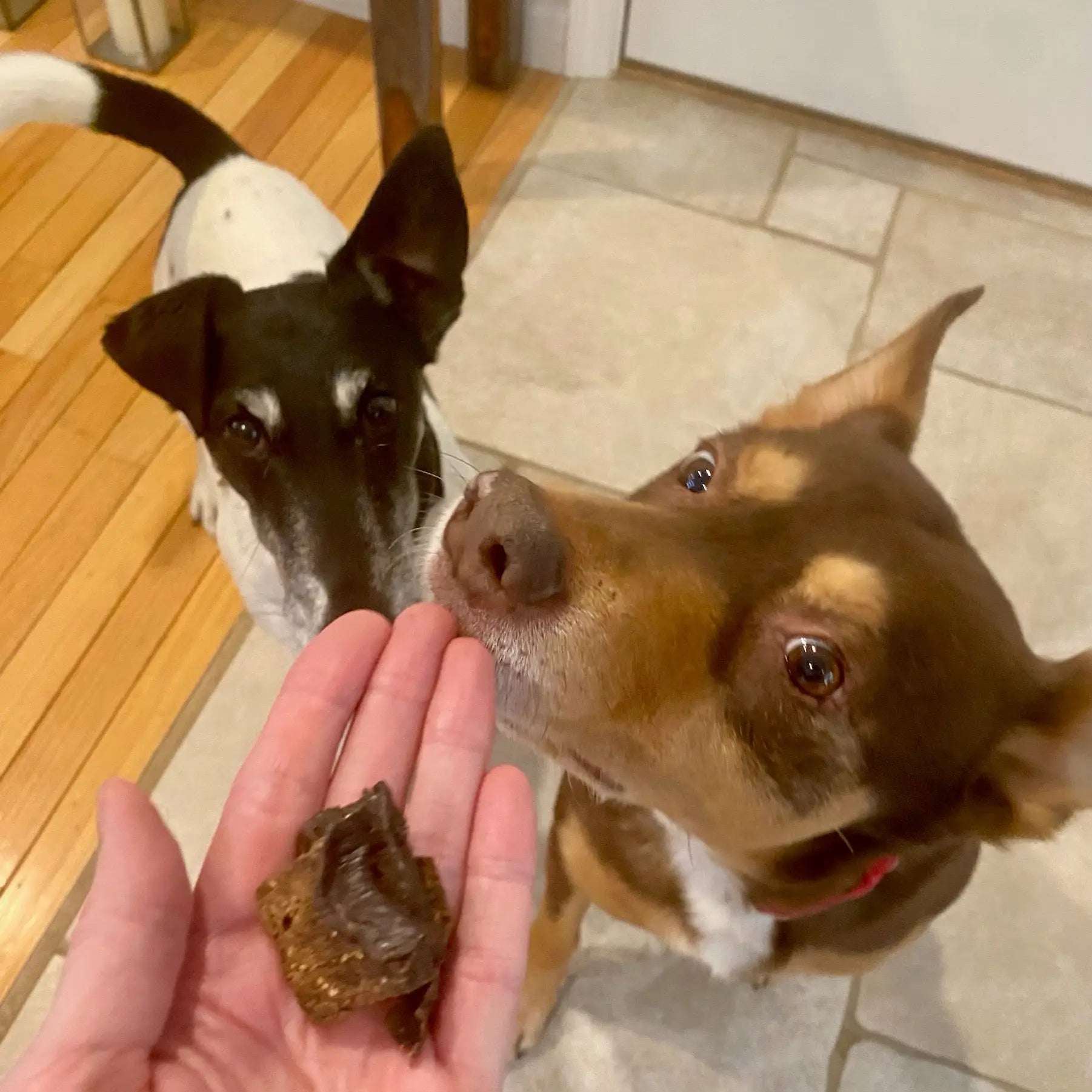 Brown dog and fox terrier with treats