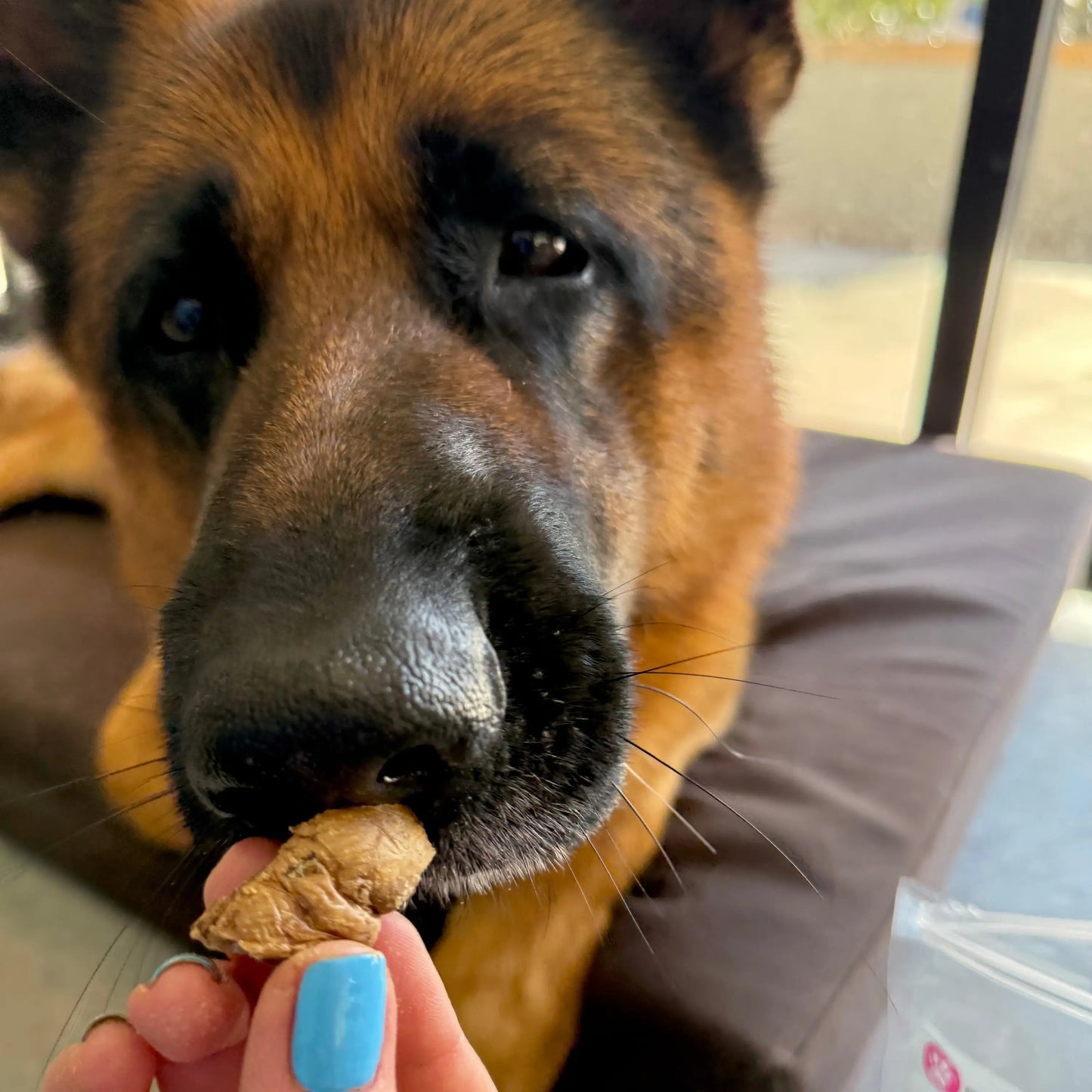 GSD tasting lung treat