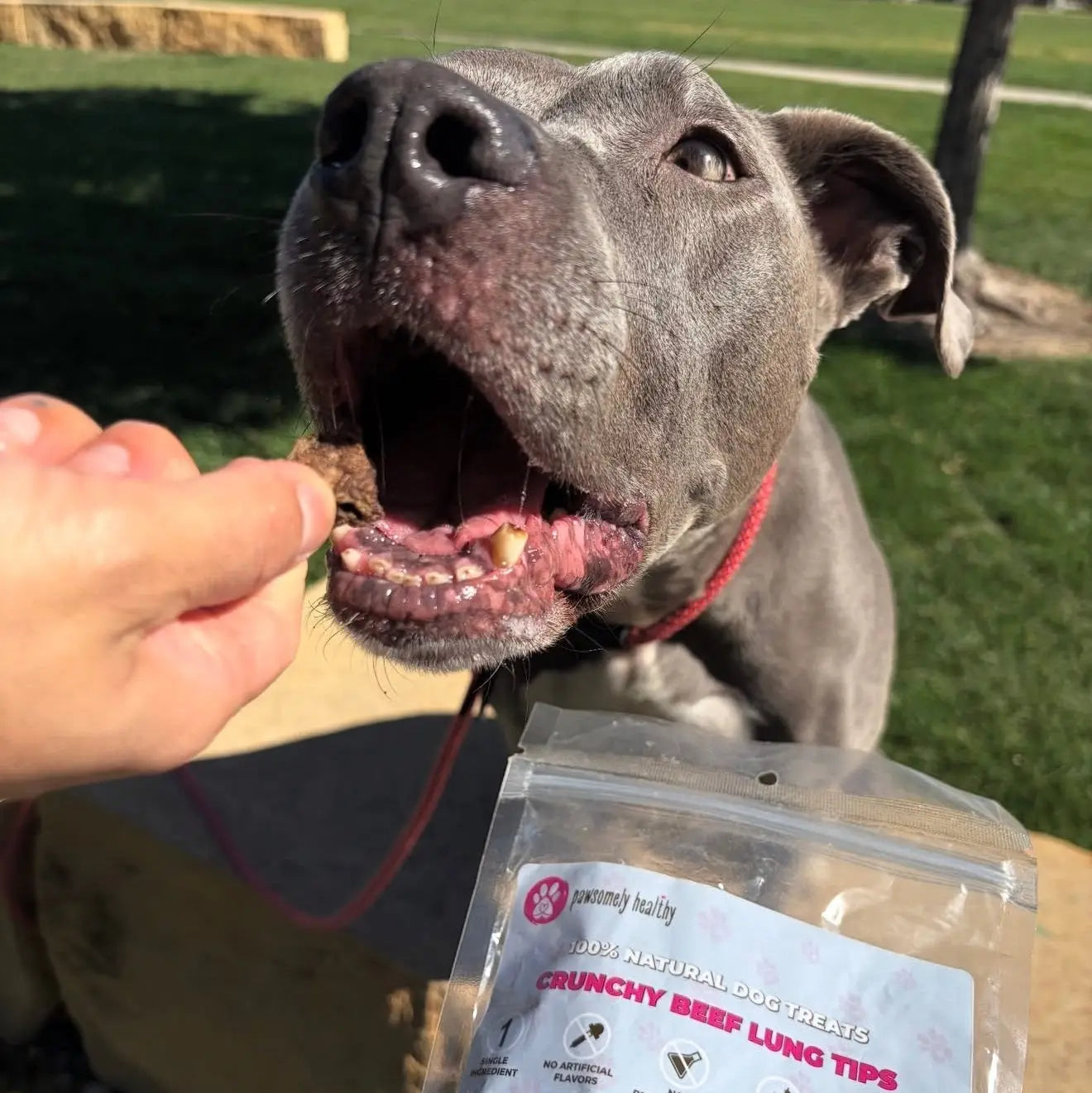Grey dog with lung treats