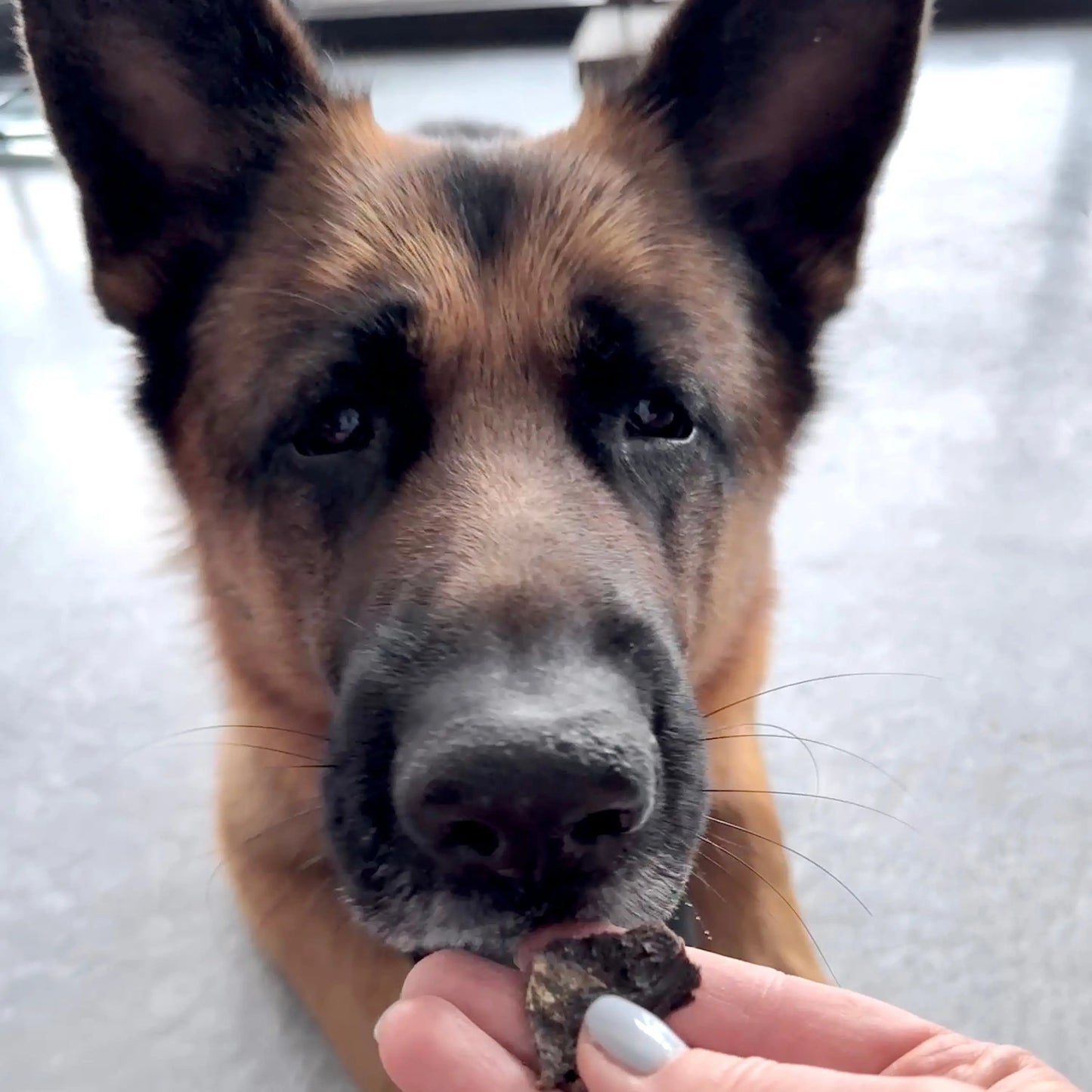 GSD eating spleen treats