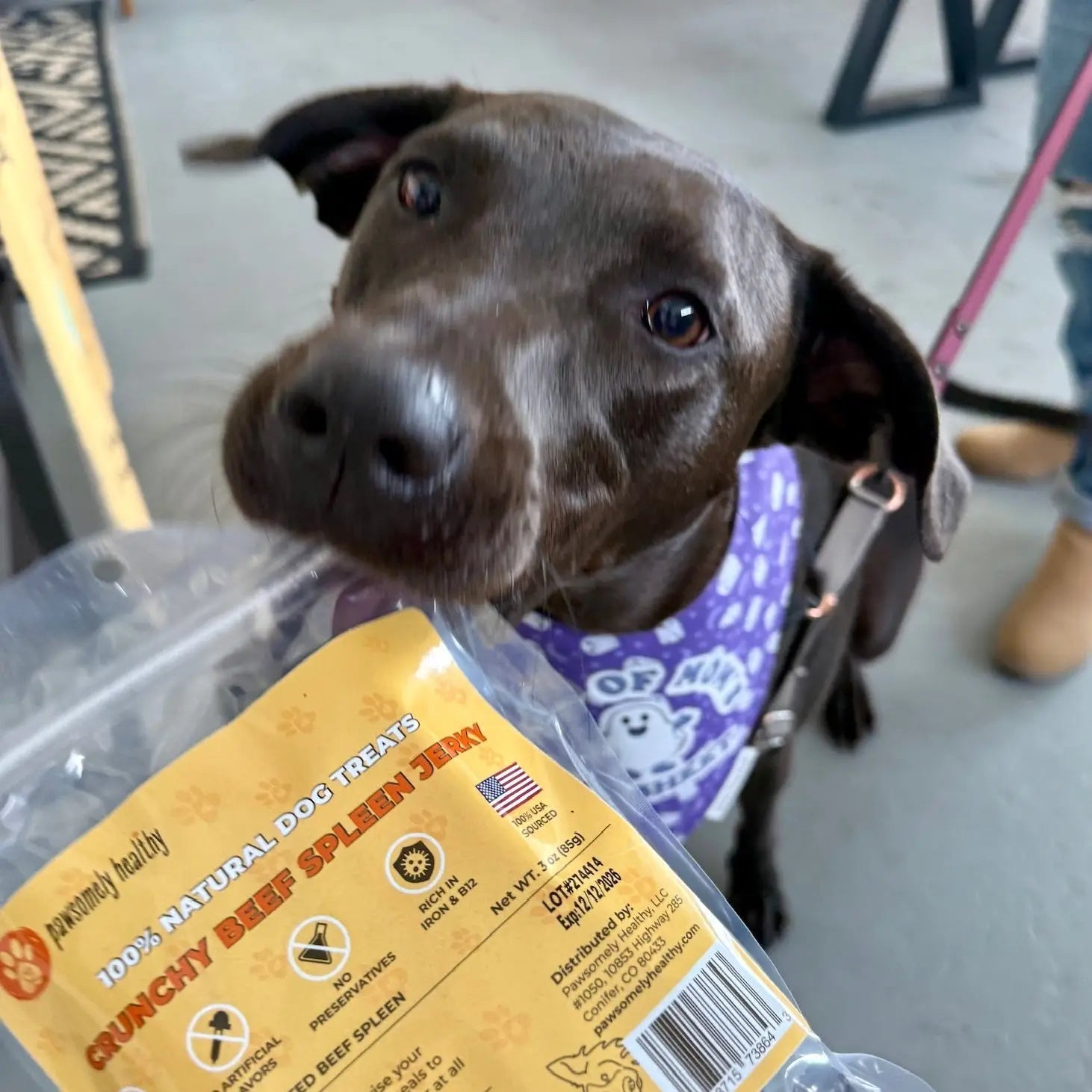 Black dog smells spleen treats