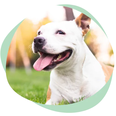 smiling dog fresh breath