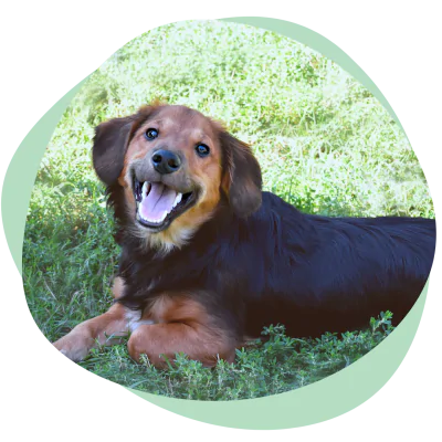 smiling dog with clean teeth
