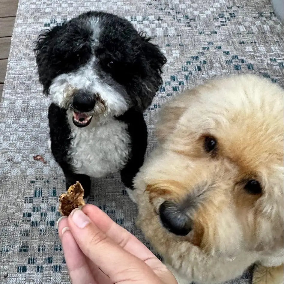 two cute dogs tasting treats