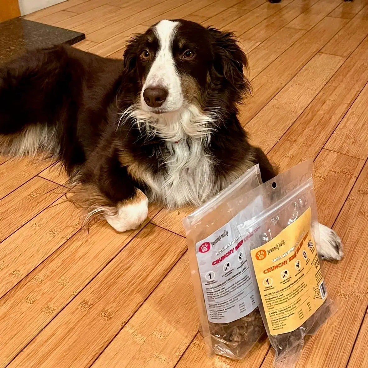 Border Collie with treats