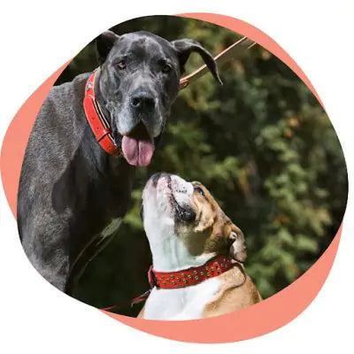 great Dane with a bulldog 