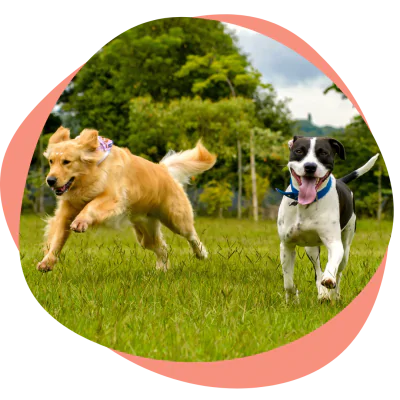 two happy dogs running