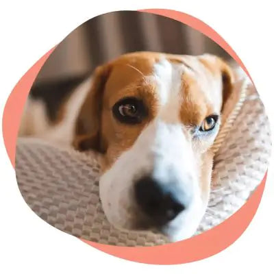 a sad dog
