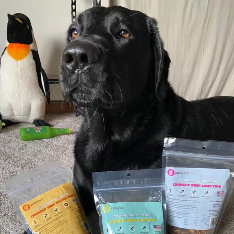 Black Labrador with bags of treats