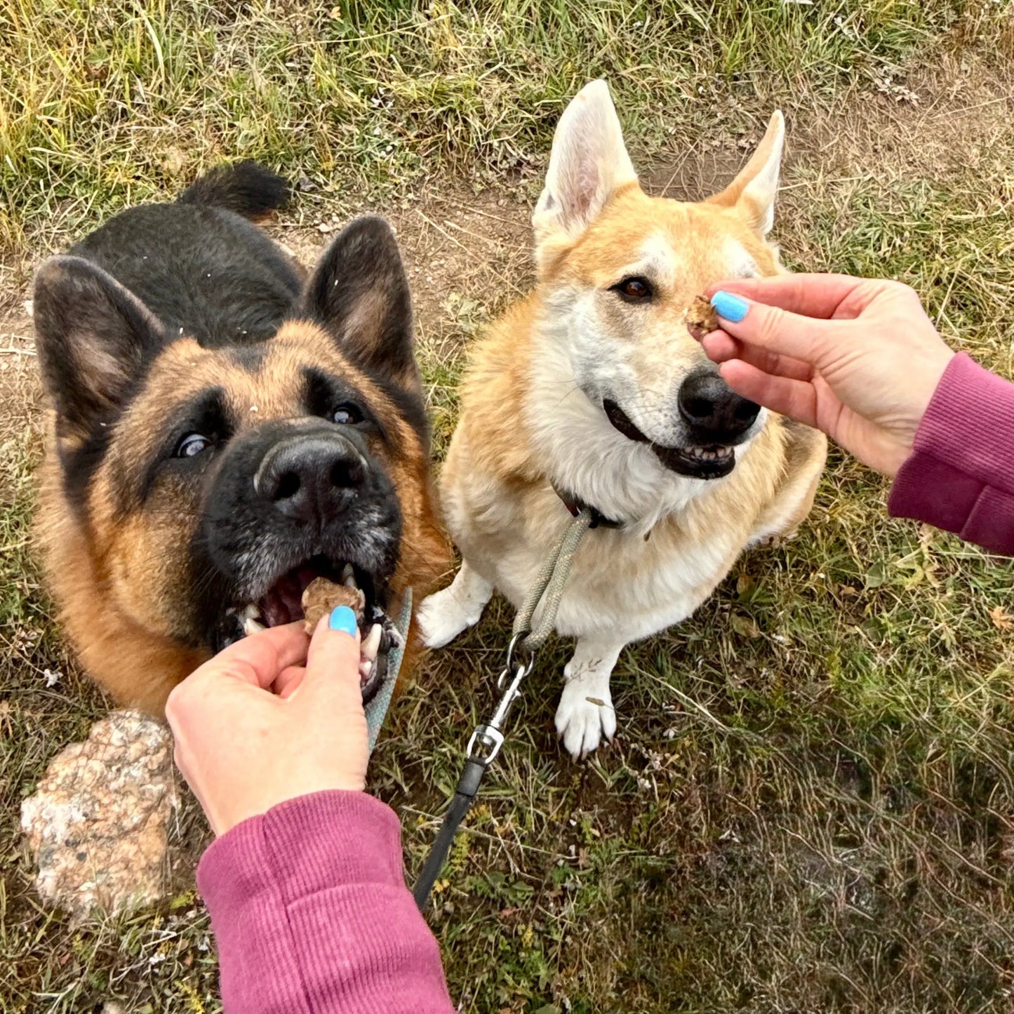 Two shepherds with treats
