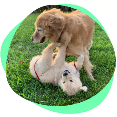 a dog playing with a puppy