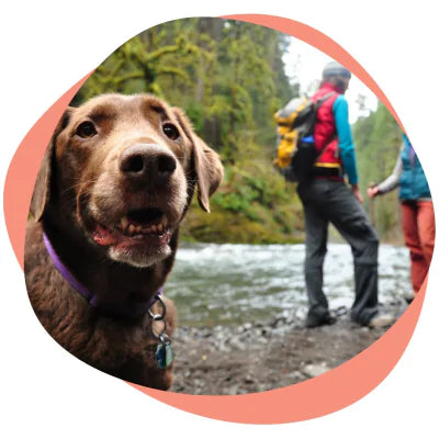 a dog near the lake