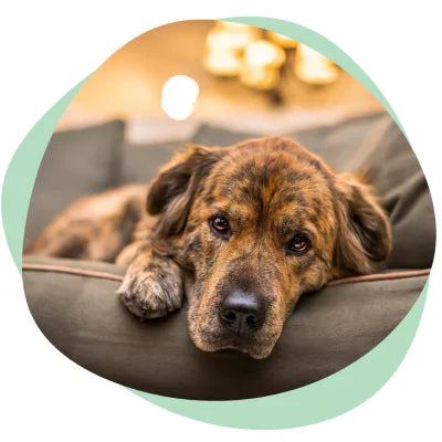  a senior dog on the couch