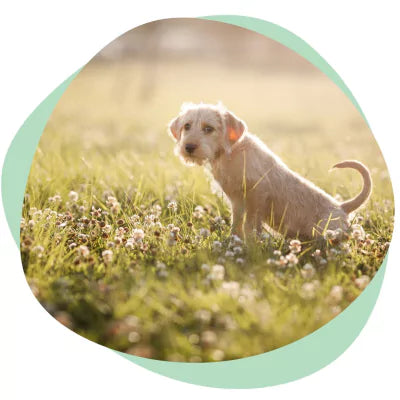 a dog pooping