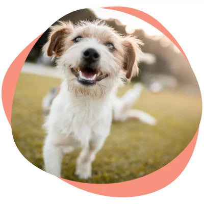 a happy dog