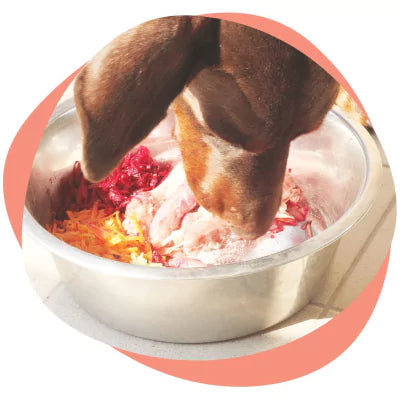 a dog eating from a bowl