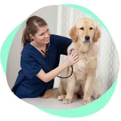 dog seeing the vet