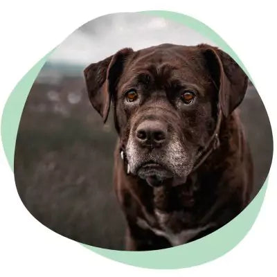 senior dog