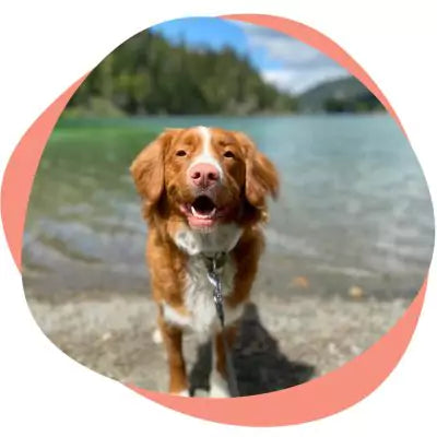 a dog at the beach