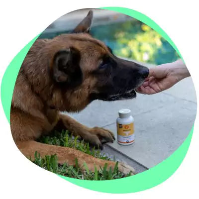 Lio, a German Shepherd is taking Omega3 capsules