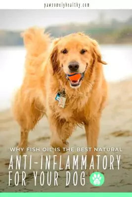 pin a dog with a ball